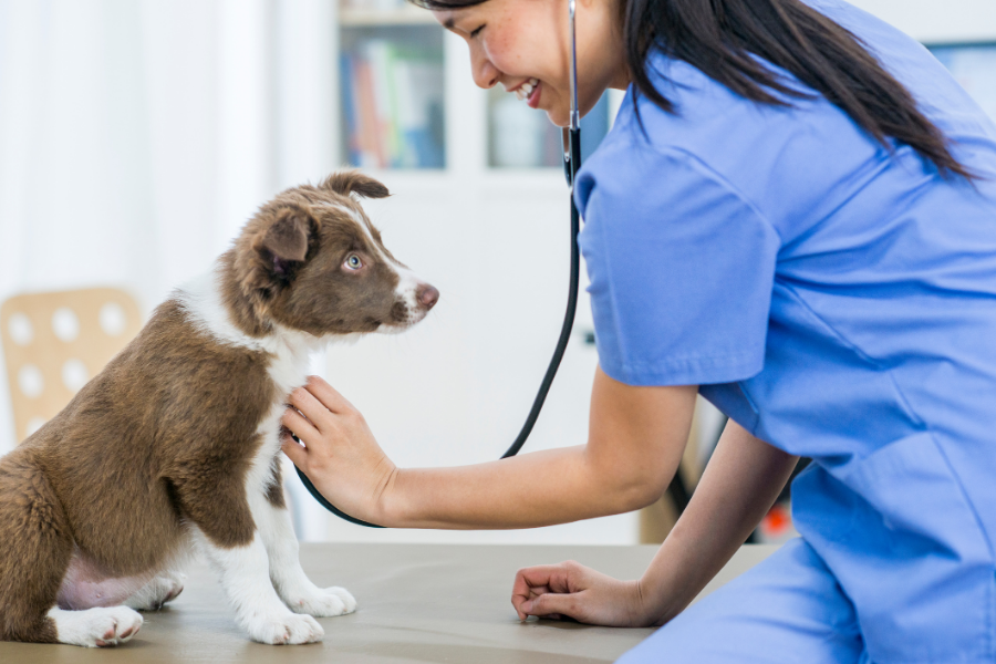 Veterinary Medicine Work Experience